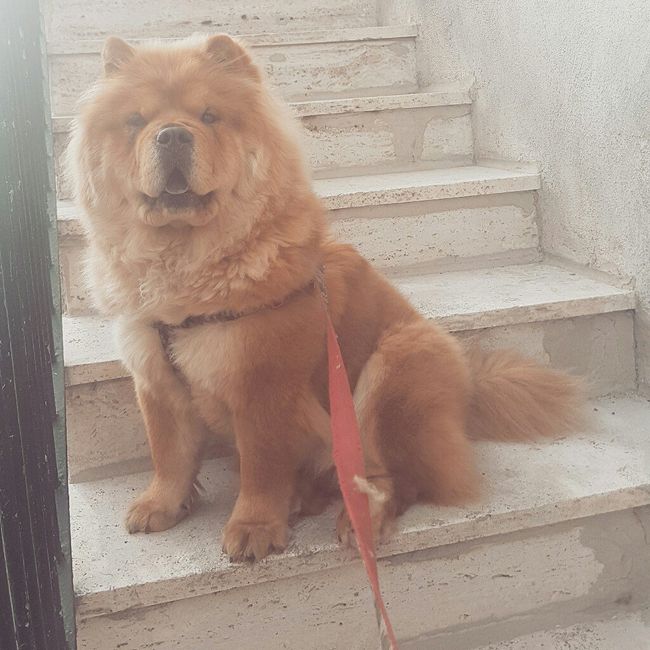 Cani al matrimonio - 1