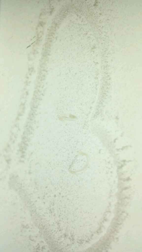 Contentissima delle partecipazioni - 4