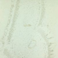 Contentissima delle partecipazioni - 4