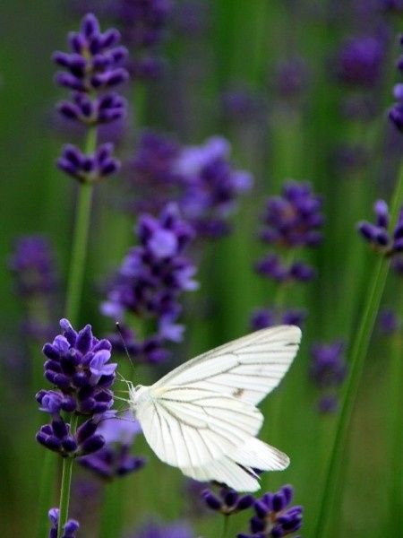 lavanda in fiore