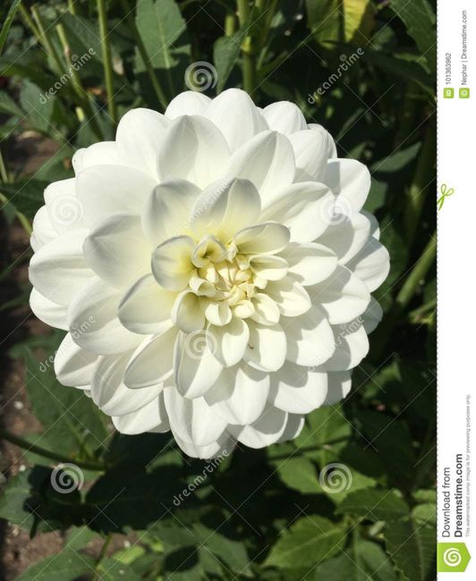 Composizione floreale 4