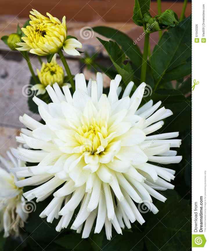 Composizione floreale - 2