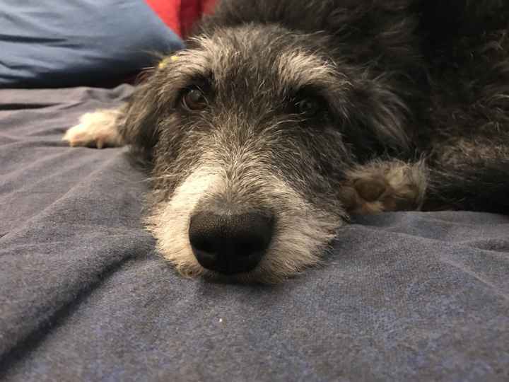 partecipazioni con due ospiti speciali - 1