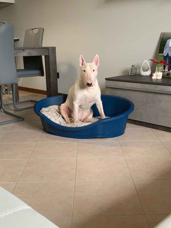 Ossessione Toxoplasmosi! - 1