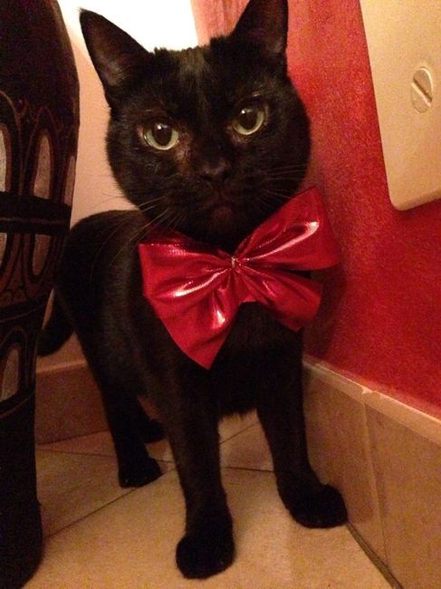 Componenti della famiglia pelosi. - 1