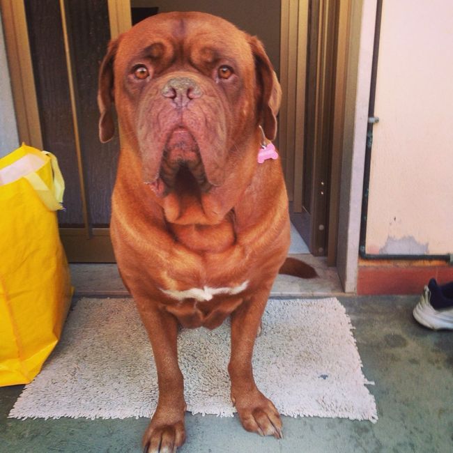 Componenti della famiglia pelosi. - 2