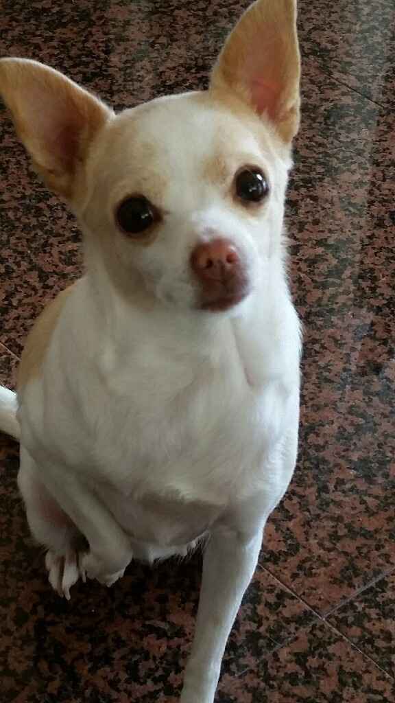 Vivere anche con un amico a quattro zampe... - 1