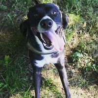 Foto con animali domestici il giorno delle nozze: sì o no? - 1