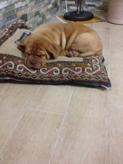 I nostri amici animali.. - 2