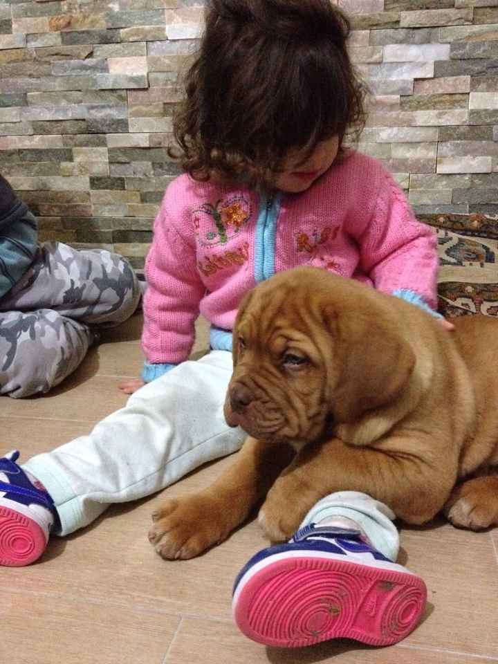 I nostri amici animali.. - 1