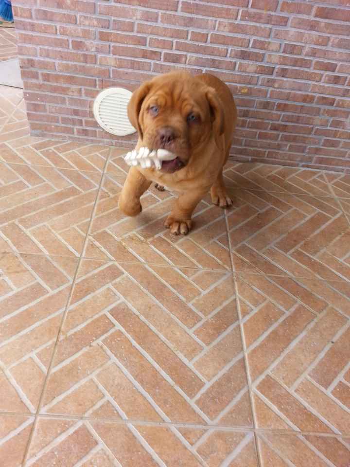 I nostri amici animali.. - 2