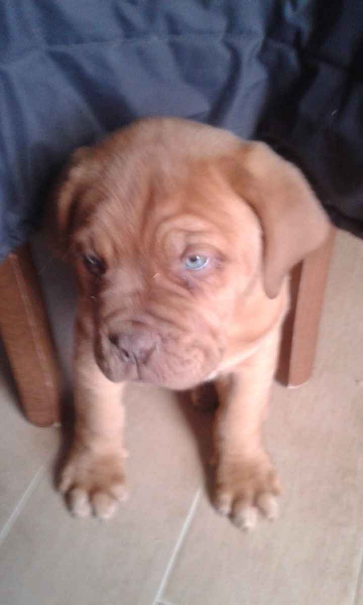 I nostri amici animali.. - 3