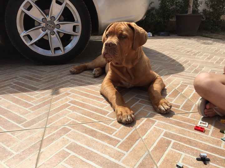 Too cute: i vostri amici animali - 2