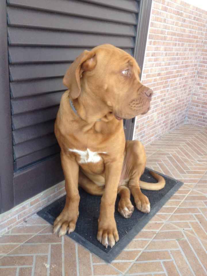 Too cute: i vostri amici animali - 3