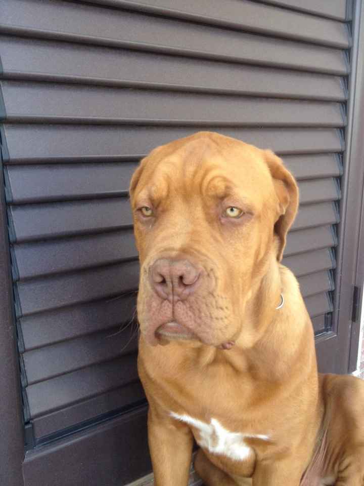 Too cute: i vostri amici animali - 4