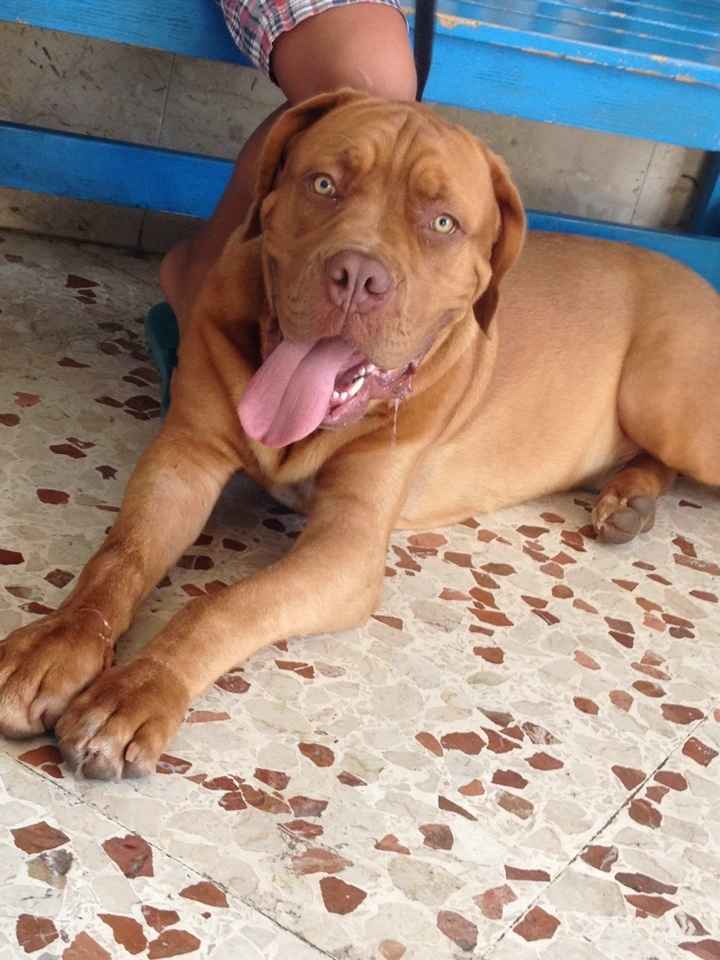 Le foto dei vostri animali - 1