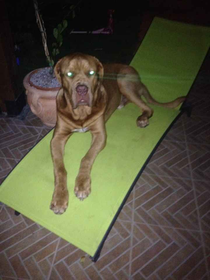 Cuccioli di casa... - 2