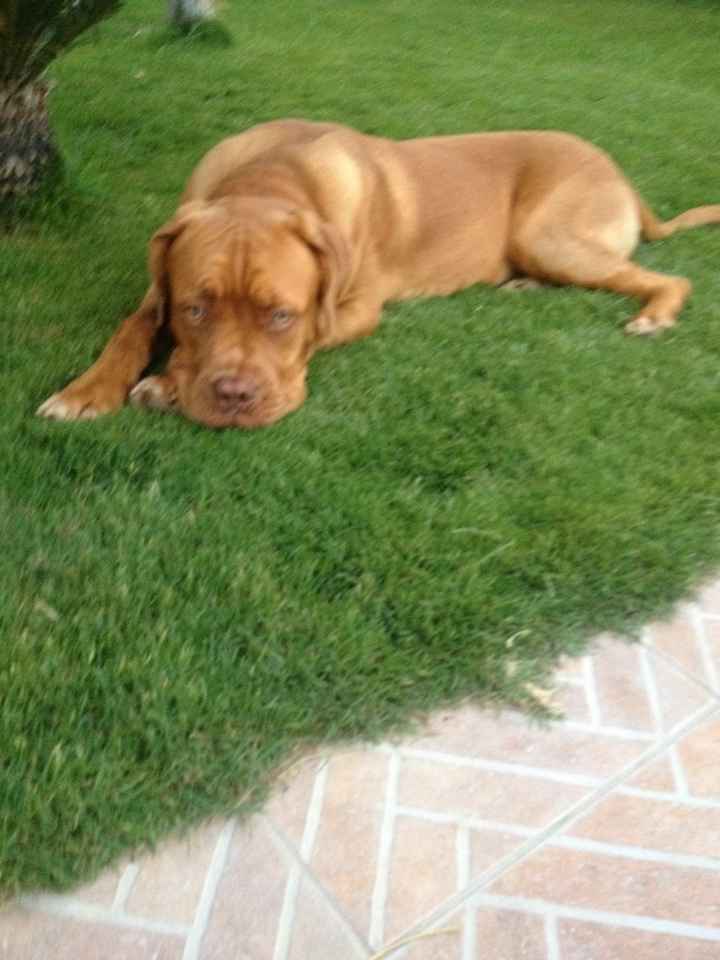 Cuccioli di casa... - 5