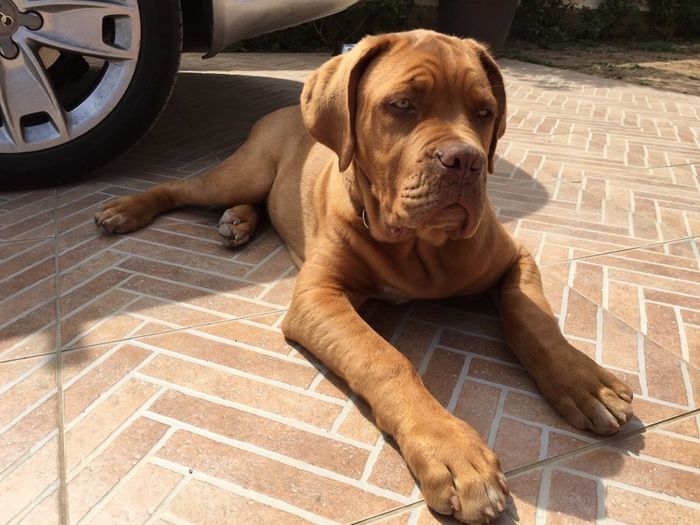 Too cute: i vostri amici animali - 1