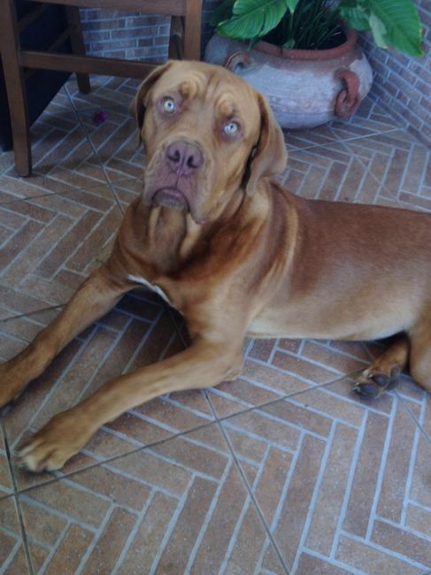 Cuccioli di casa... - 1