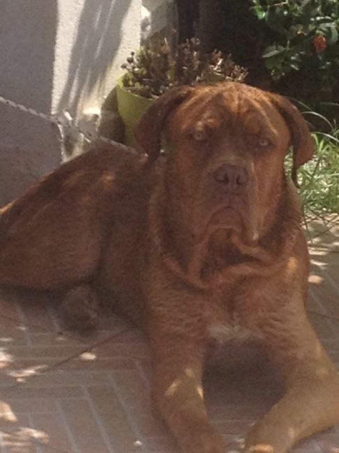 Cuccioli di casa... - 4