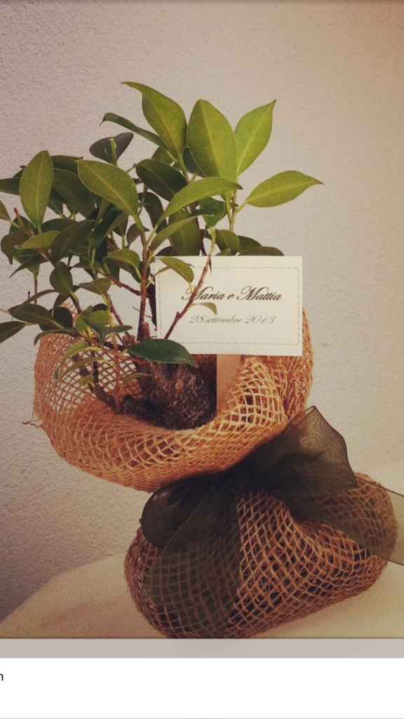 Bomboniera bonsai - 1