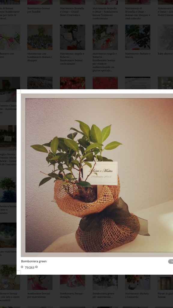 Bomboniera bonsai - 2