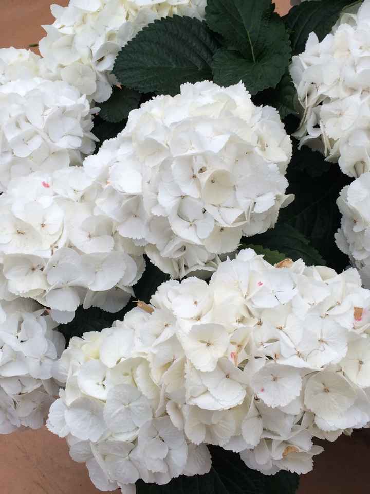 Le peonie - il fiore del mio matrimonio. - 1