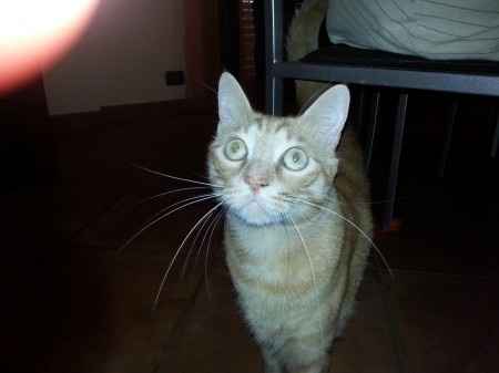 Oggi vi presento i nostri "mimmi" :) - 1
