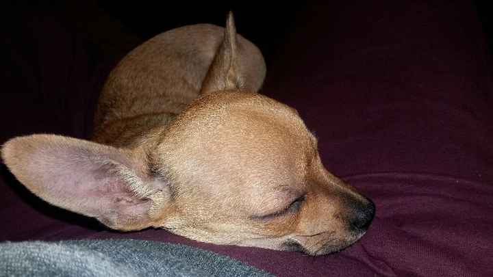 Vi presento nina! - 1