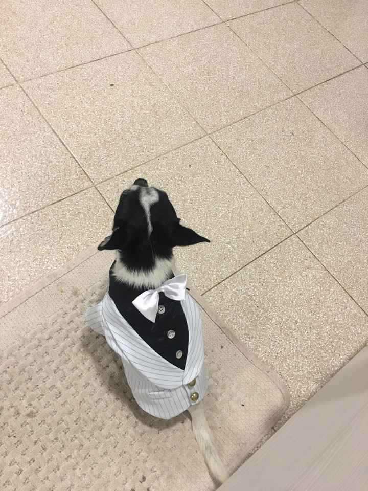  chihuahua damigella - 1