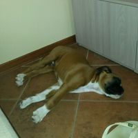 Consiglio razza cane!!!!!! - 1