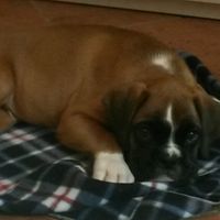 Consiglio razza cane!!!!!! - 2