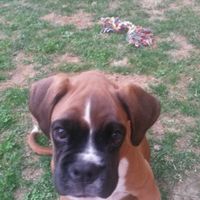 Consiglio razza cane!!!!!! - 3