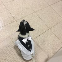  chihuahua damigella - 1