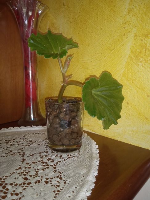 Fornitori piante matrimonio.com e online... 2