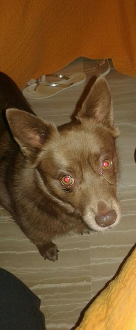 I nostri amici a 4 zampe - 1