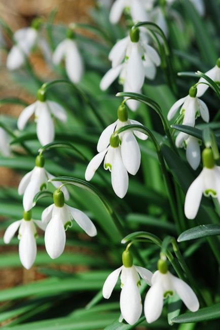 Ad ogni bouquet un significato 💐 10