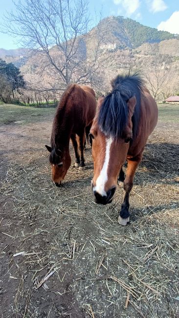 Animali domestici 🐕 🐱 5