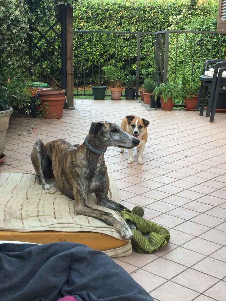 i pelosi a 4 zampe🐕 - 1