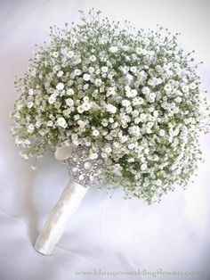 Che ne pensate della Gypsophila/nebbiolina - 2