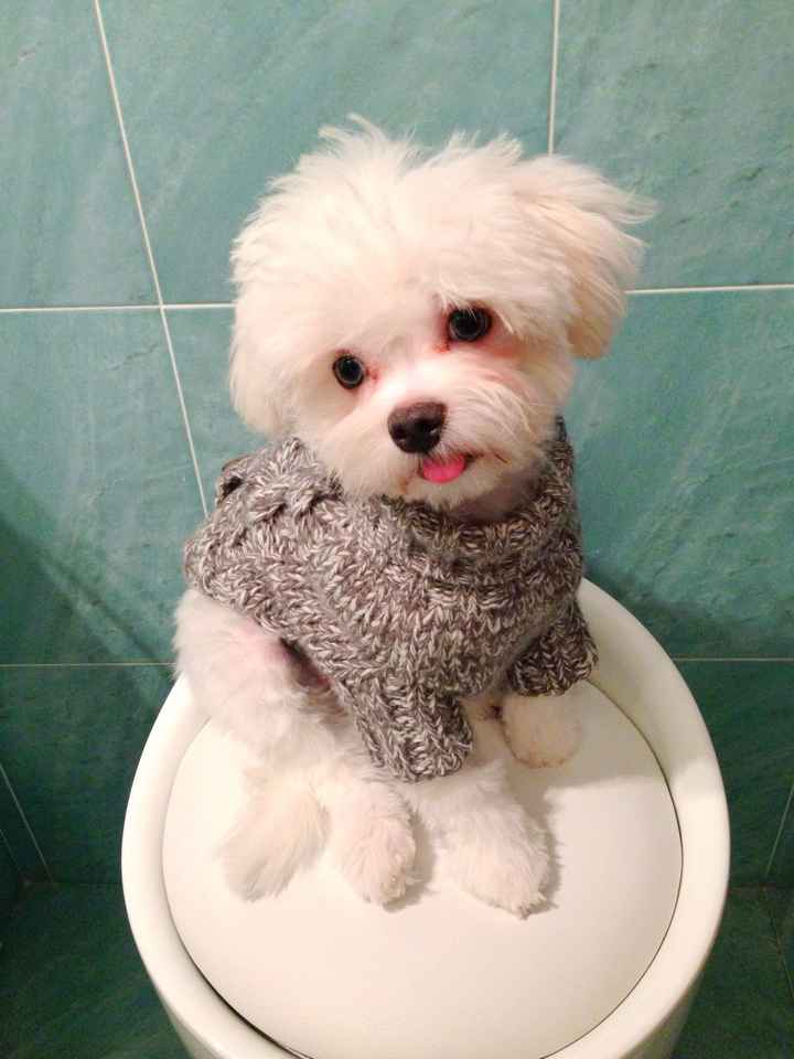  Portafedi a 4 zampe - 1