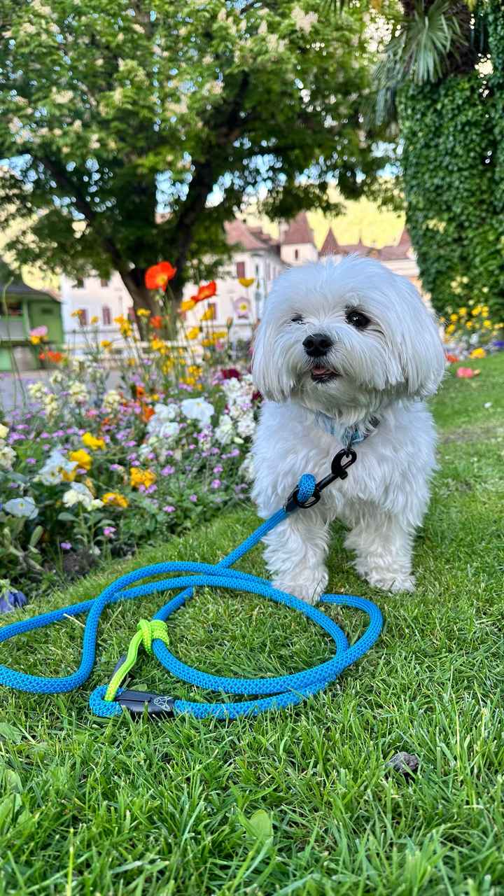 Portare gli anelli All altare - 1