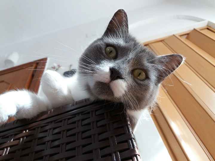 Il nostro pelosetto ci ha lasciati - 1