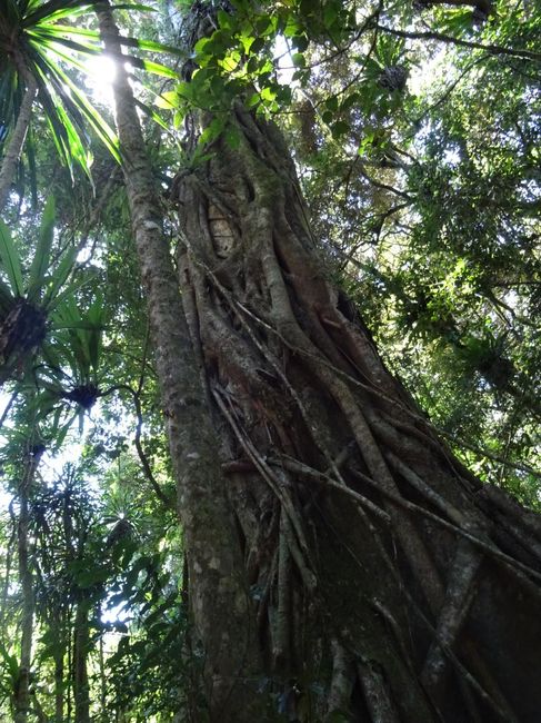 Viaggio di nozze a Settembre. Kenya o Madagascar? 1