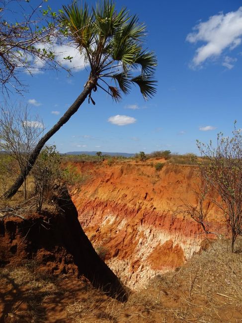 Viaggio di nozze a Settembre. Kenya o Madagascar? 8