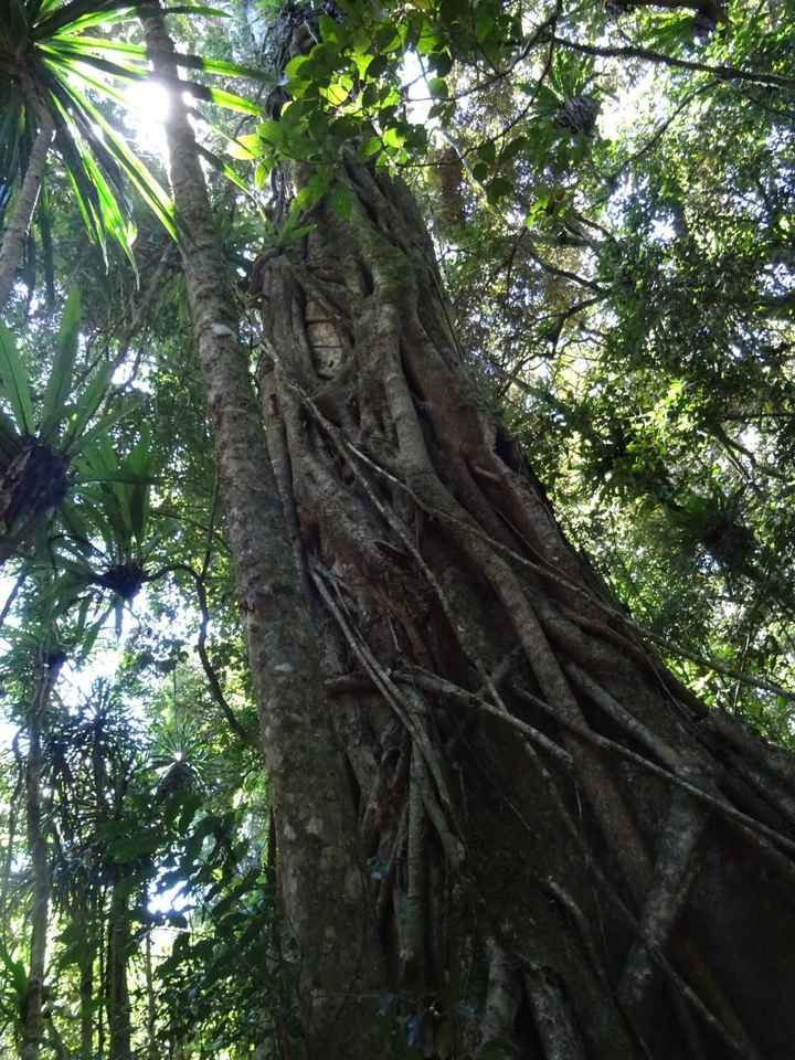 Viaggio di nozze a Settembre. Kenya o Madagascar? - 1