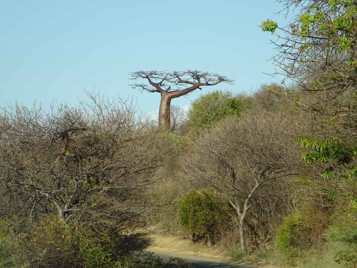 Viaggio di nozze a Settembre. Kenya o Madagascar? - 4