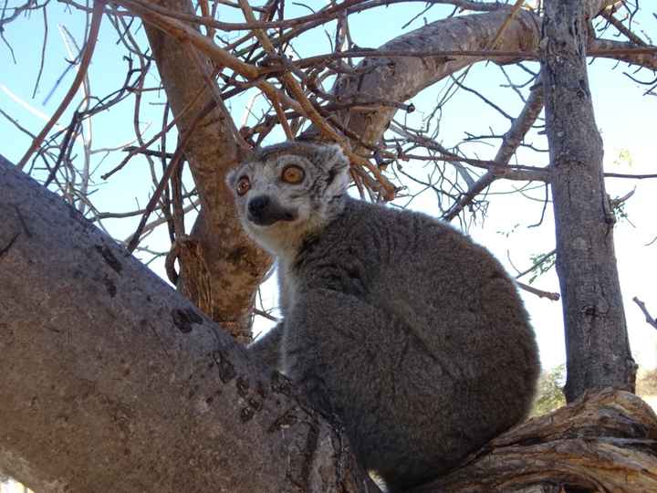 Viaggio di nozze a Settembre. Kenya o Madagascar? - 5