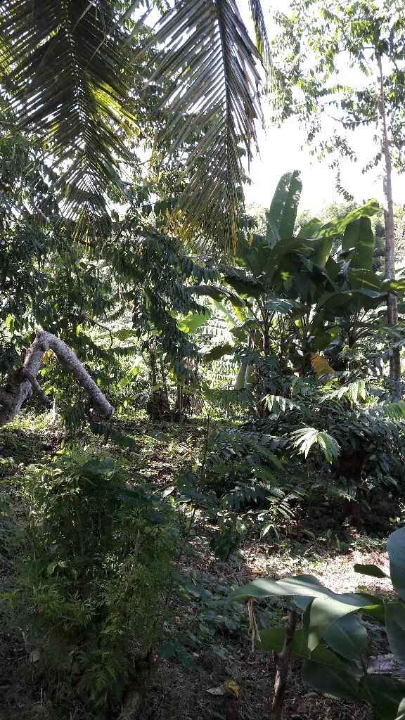 Chi come me madagascar ?? - 6